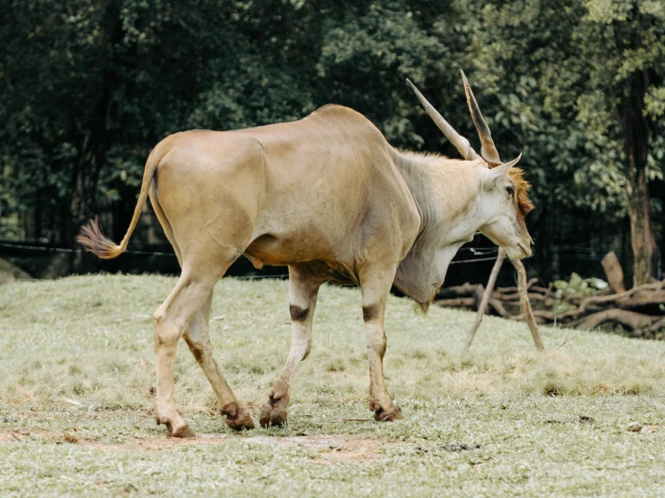 a horned steer with horns walking through the grass