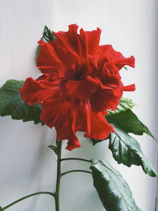 red flower with green leaves against a white wall