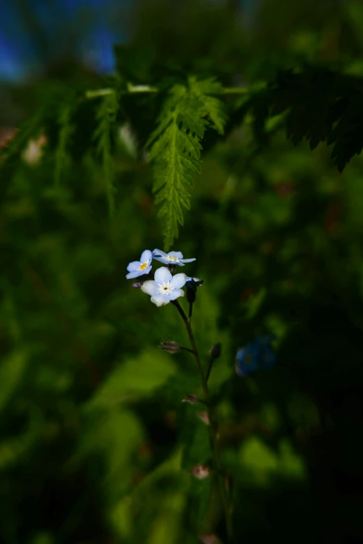 a plant with leaves and a flower in the middle