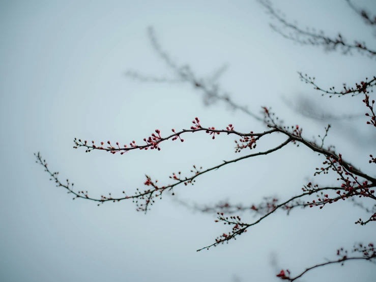 small, thin red buds bloom on the stem of a bare tree