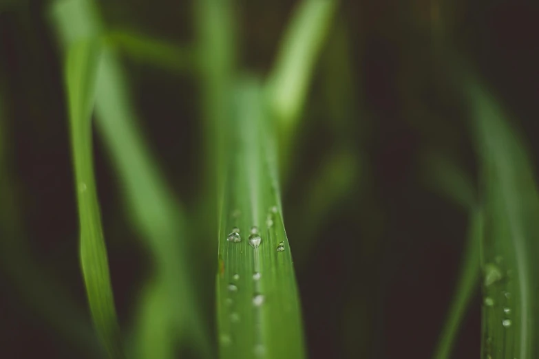 dew on green grass in a black and white po