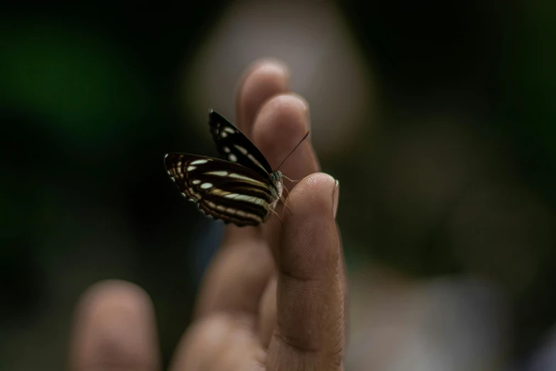 a erfly is perched on top of the fingers of a person