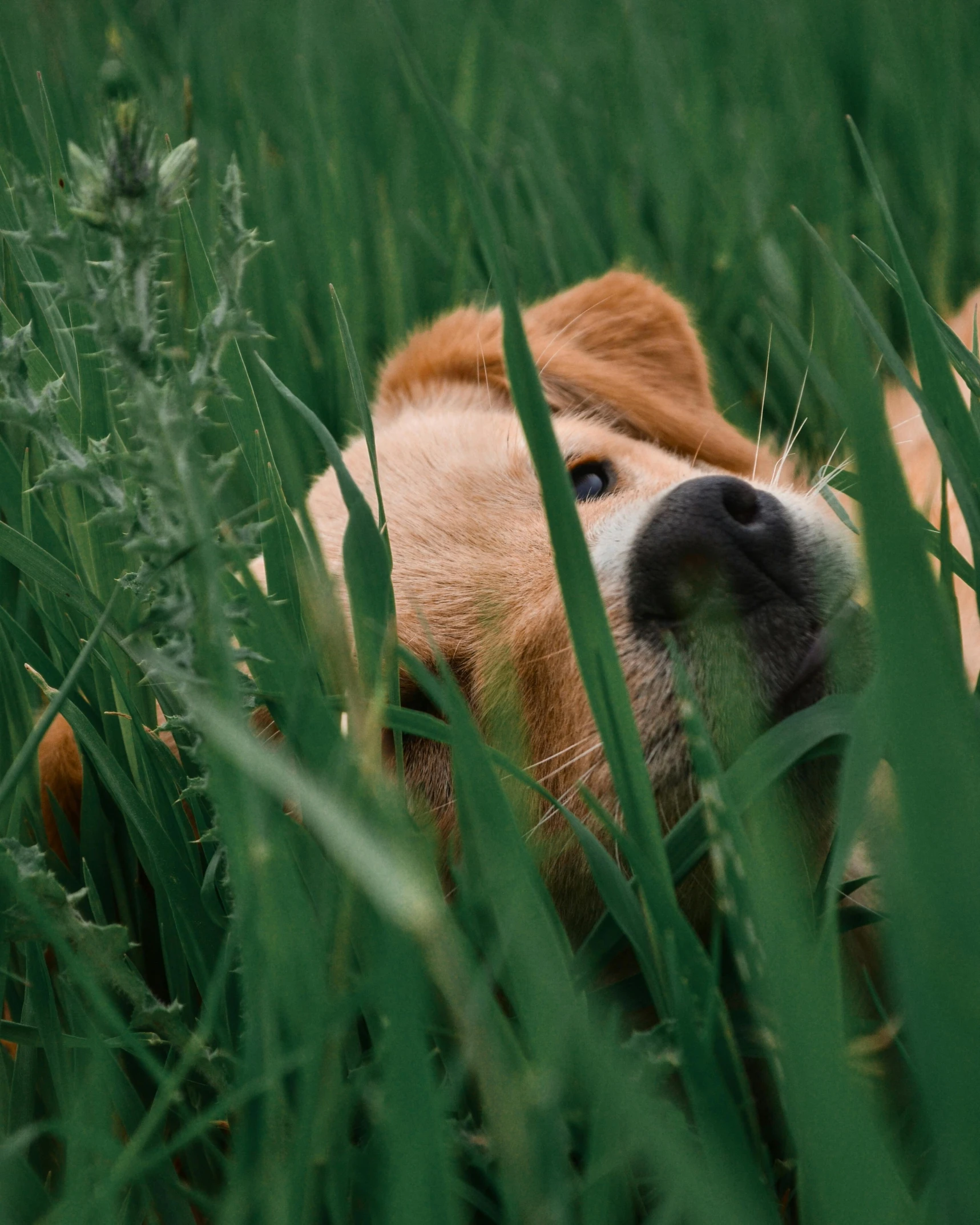 a dog lays down in the grass to relax