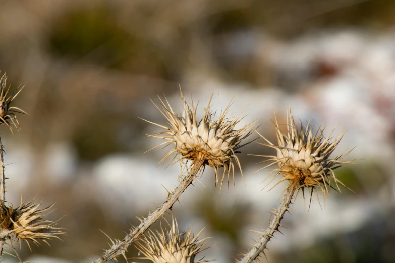 some dry looking plants in the middle of a day