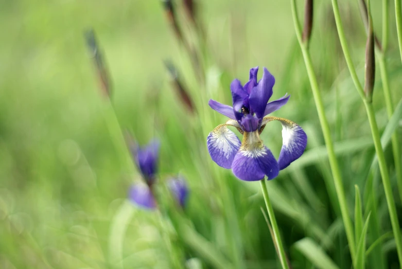 an image of a field with flowers