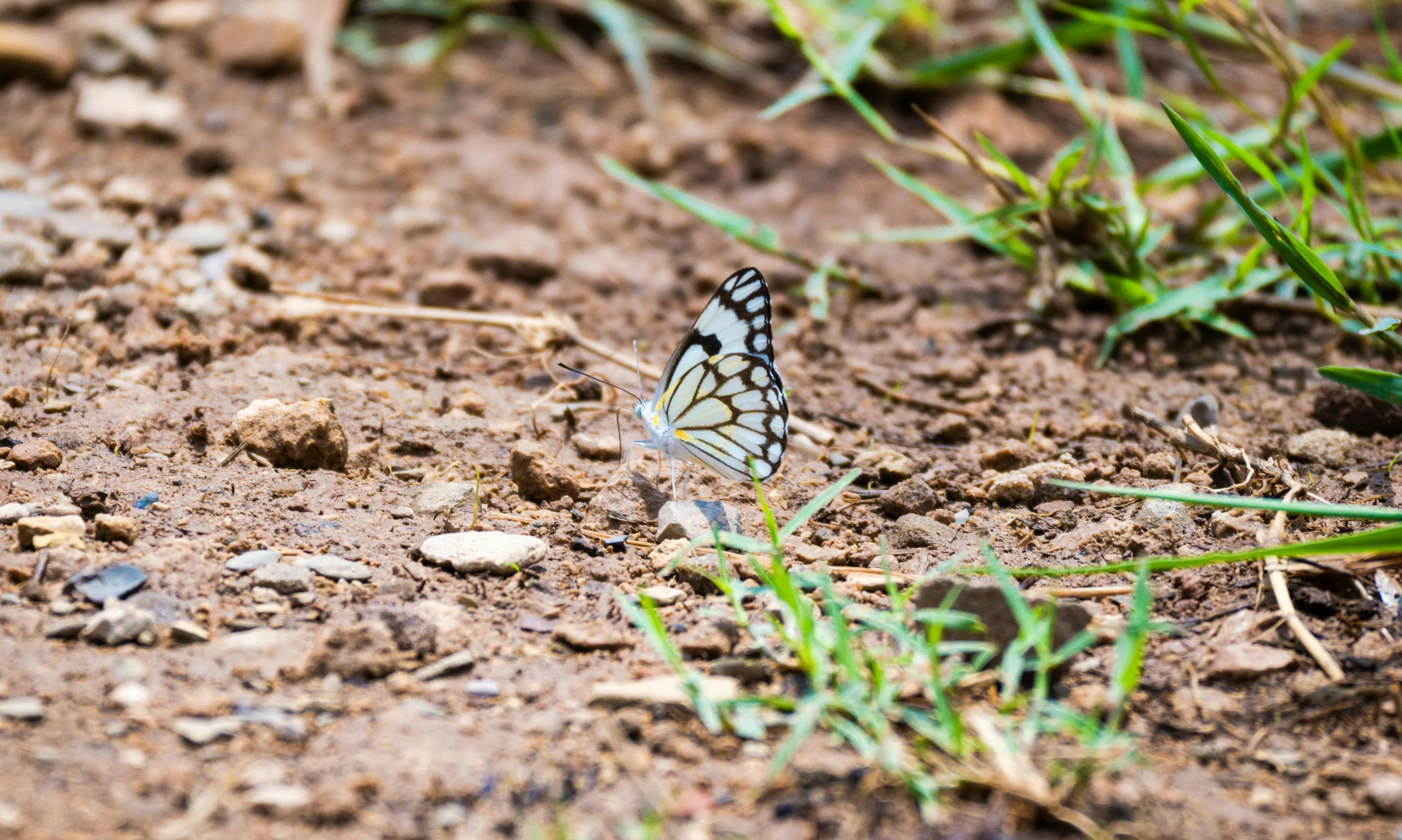 a small erfly is standing in the dirt