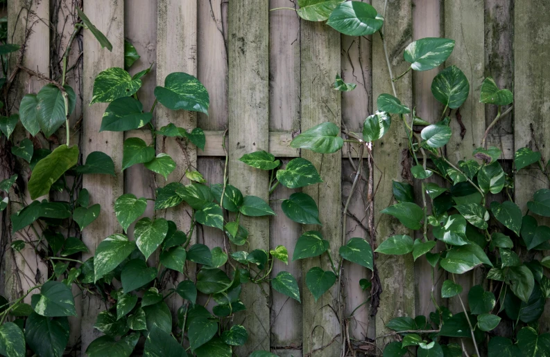 vines on a bamboo fence with a bear sitting in the corner