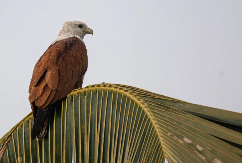 a white and brown eagle sitting on top of a green leaf