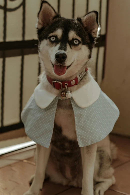dog with collar dressed up in costume and sitting down