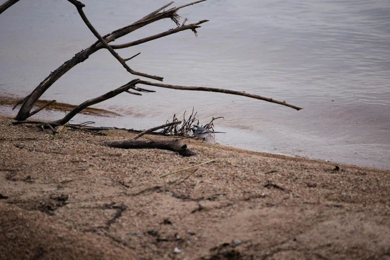 tree limbs sticking out of the sand near the water