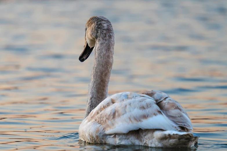 a duck with a long neck is sitting on some water