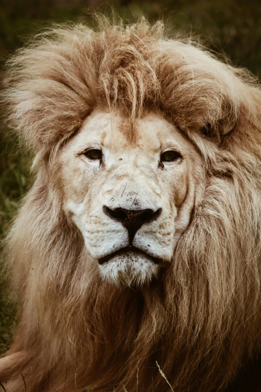 a big adult male lion is looking straight at the camera