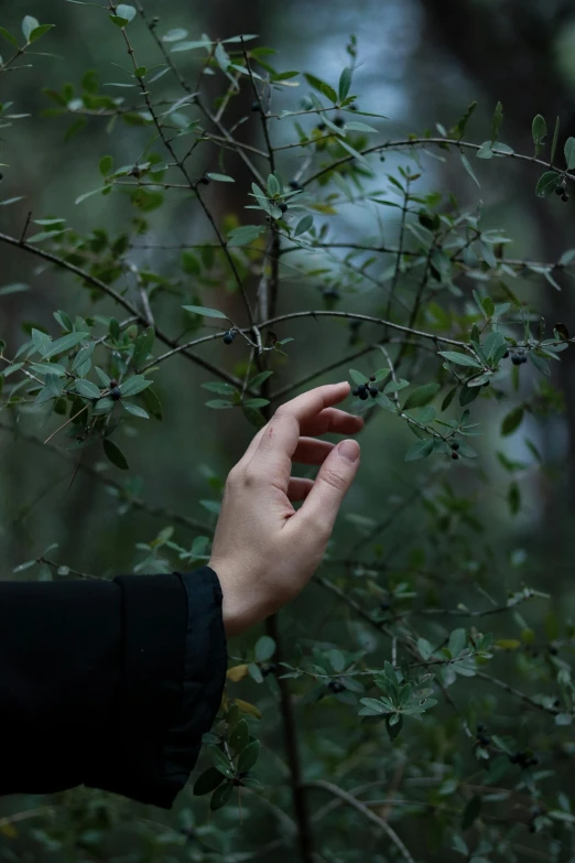 someone holding their hand out towards the nches of a shrub