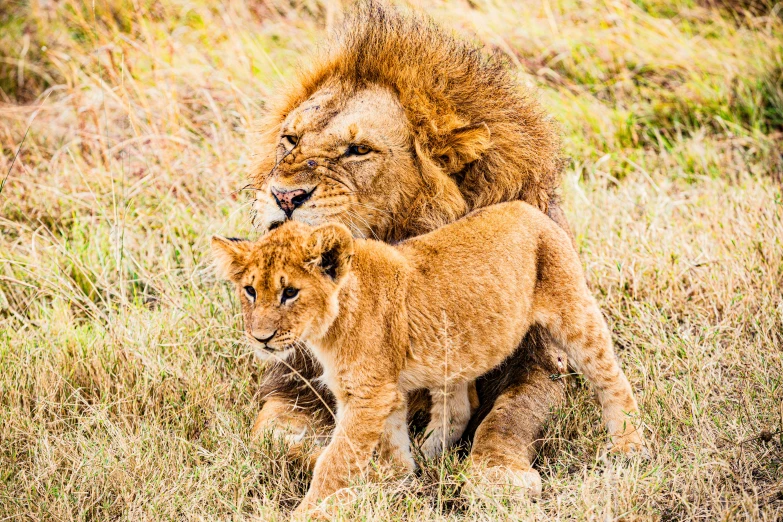 a lion and her cub are shown sitting in the grass