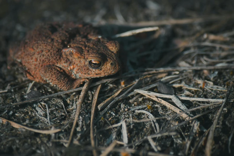 a small toad sitting on the ground, staring