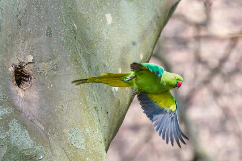 a colorful bird flying over the side of a tree
