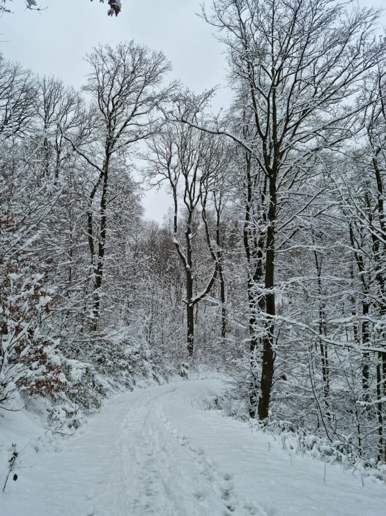 the road to nowhere covered in snow with trees in the background