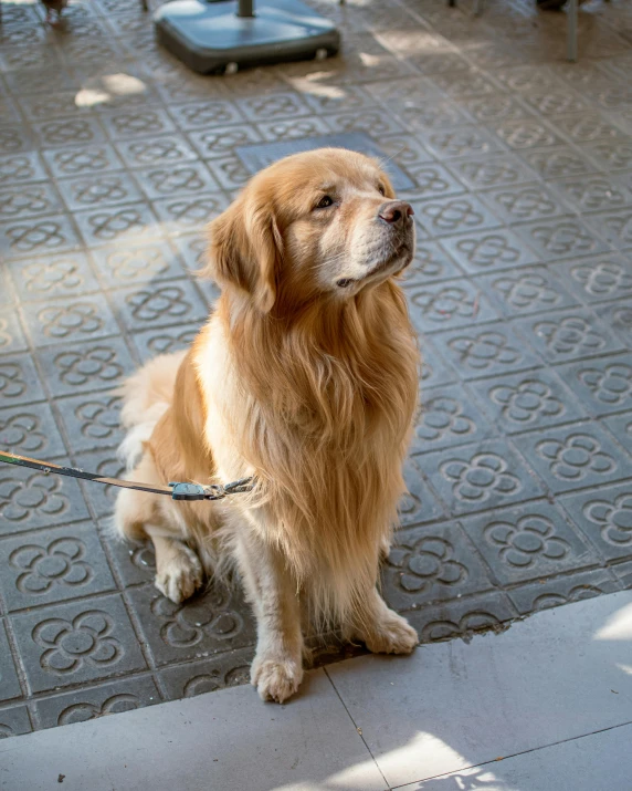 a golden retriever sits on a pavement with its leash