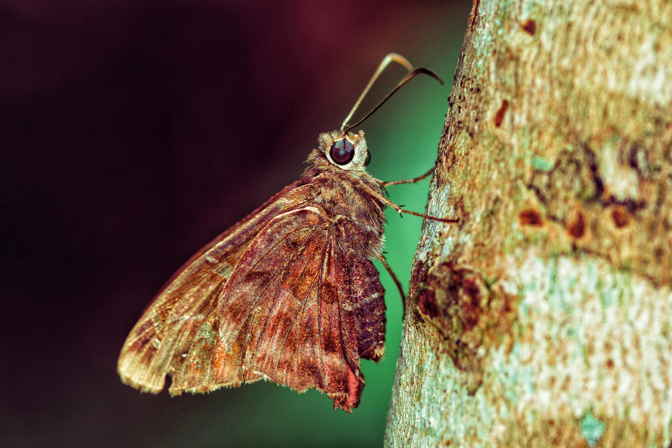 a big colorful moth is hanging on a tree