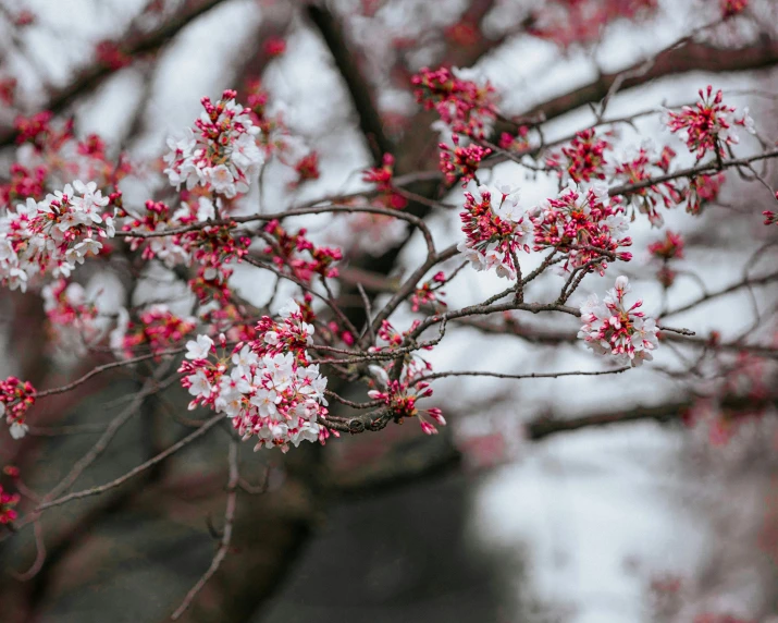 pink flowers bloom on a tree nch in front of snow