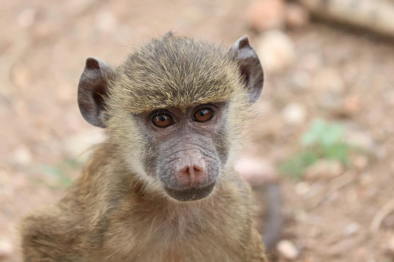 a monkey with a surprised look on his face