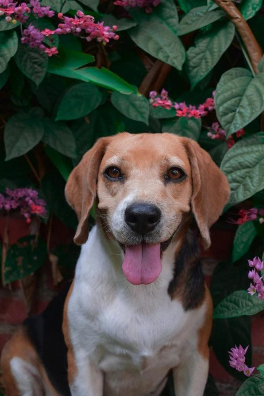 a dog standing next to pink flowers with his tongue hanging out