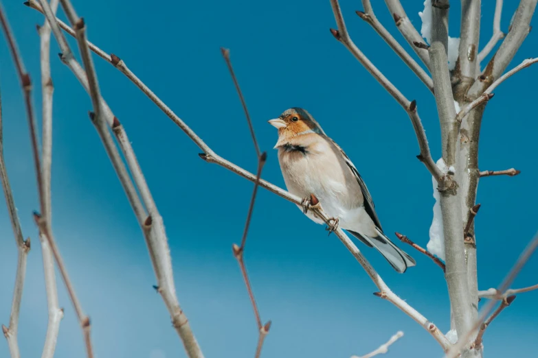 bird perched on nch with bright blue sky background