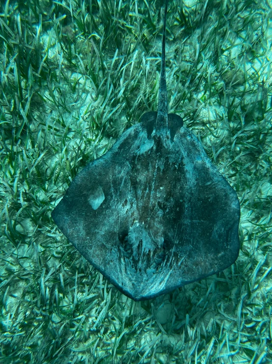 an image of a fish in the ocean