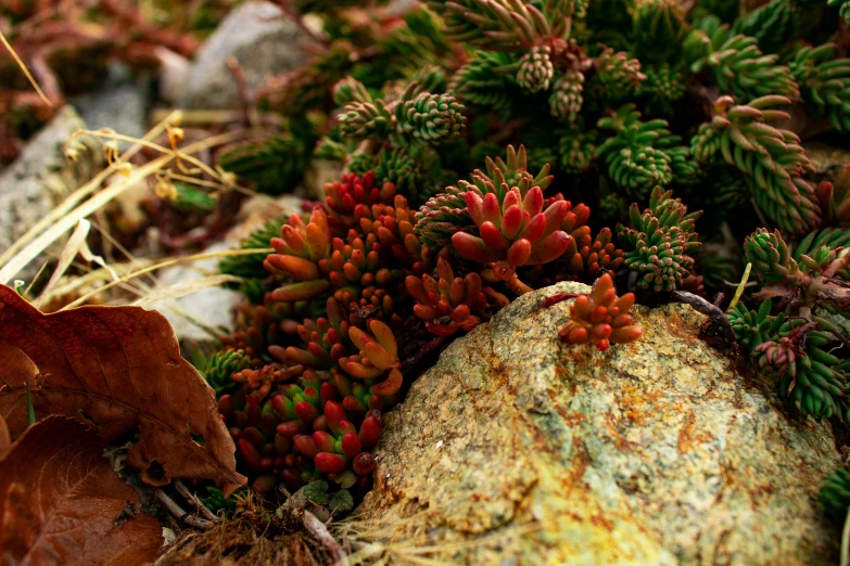 close up of various small, colorful plants and foliage