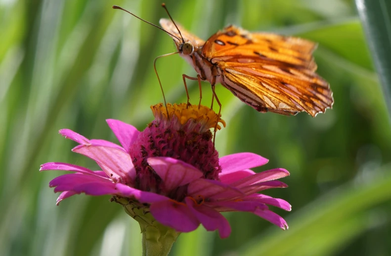 the two erflies are sitting on the flowers