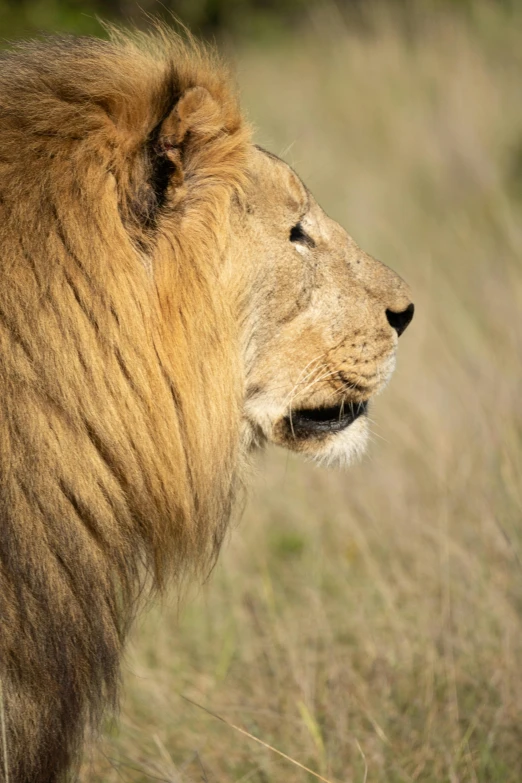 a lion in the wilderness looks out over the grass