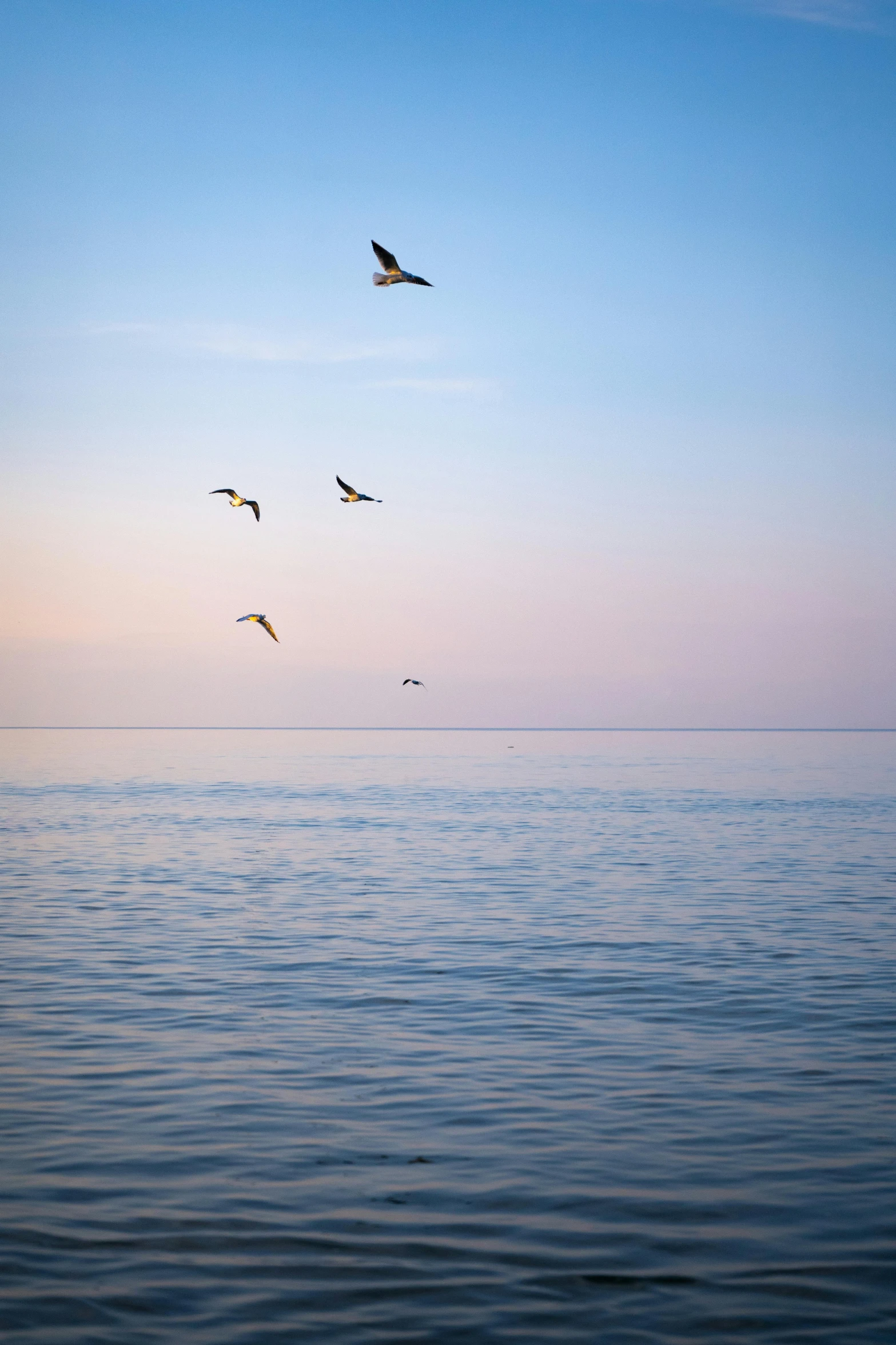 a group of seagulls flying over the ocean on a sunny day