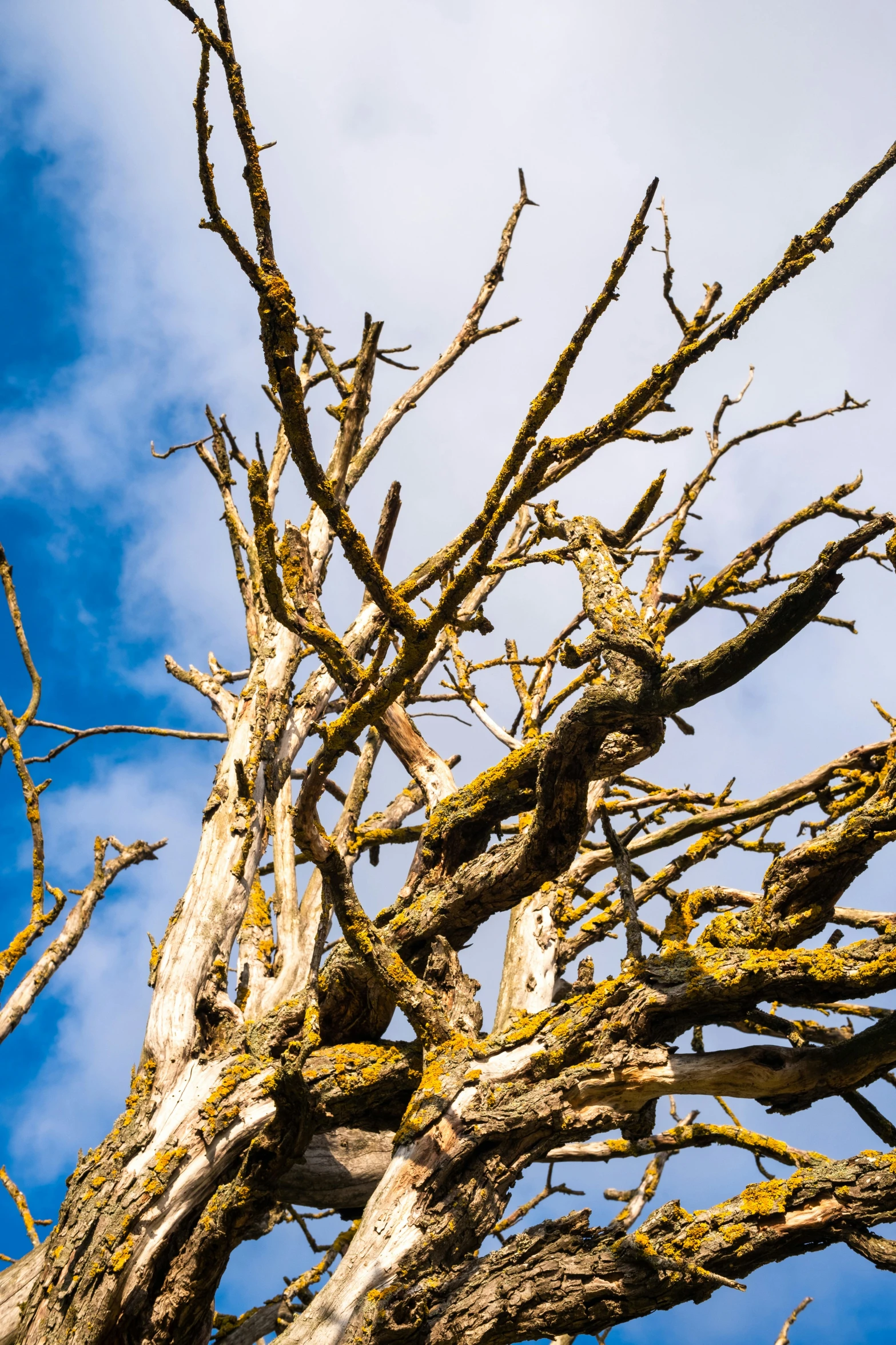 a tree nch with yellow moss growing from it