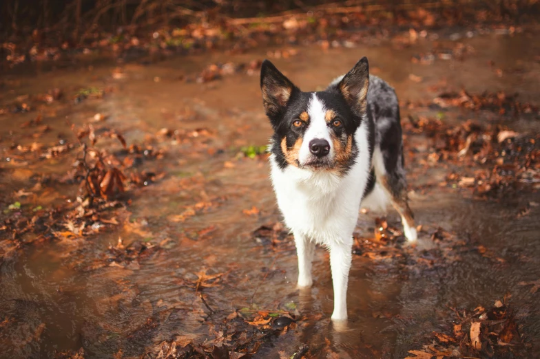 a black and white dog standing in the rain