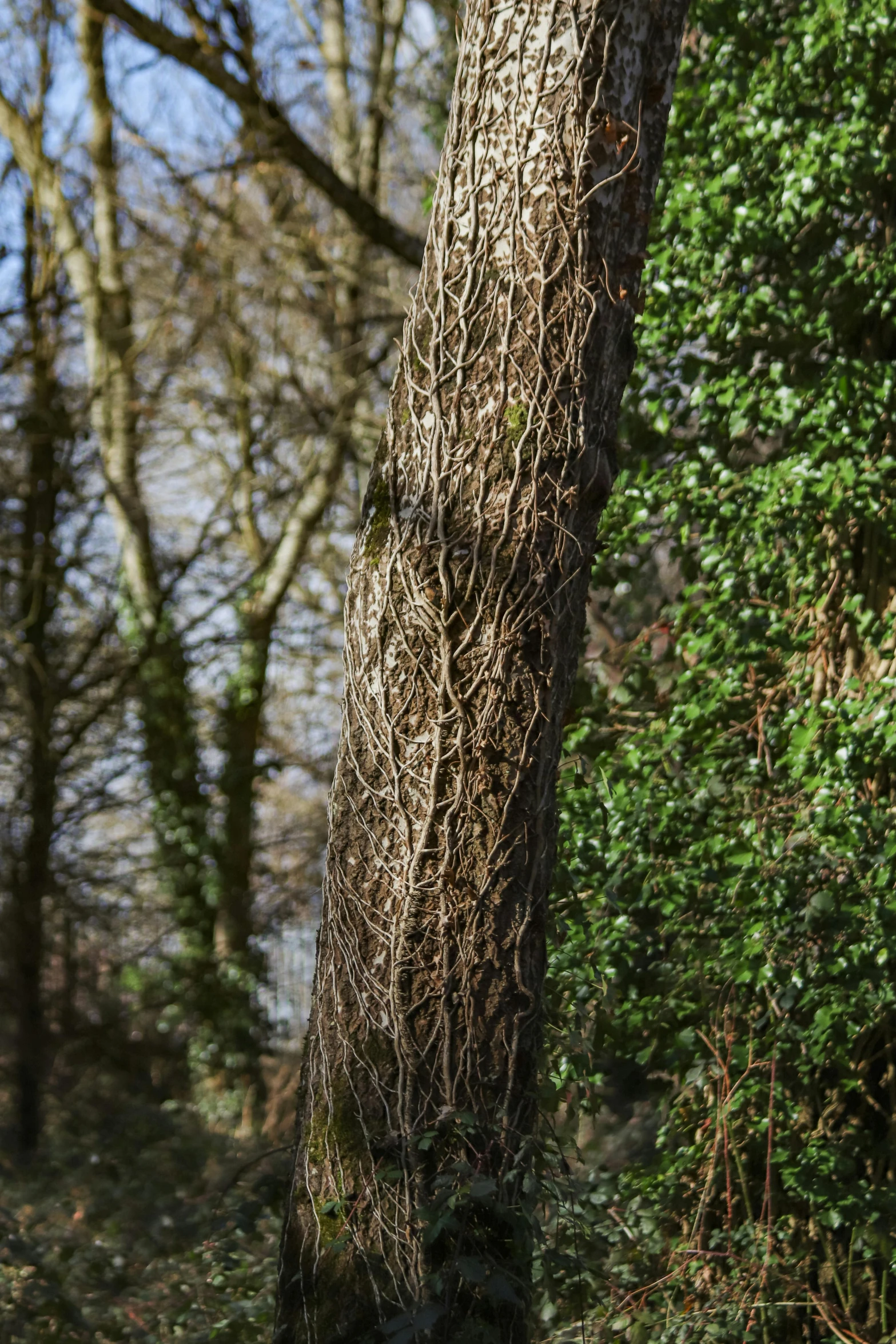 a bird perched on a large tree with thick brown leaves