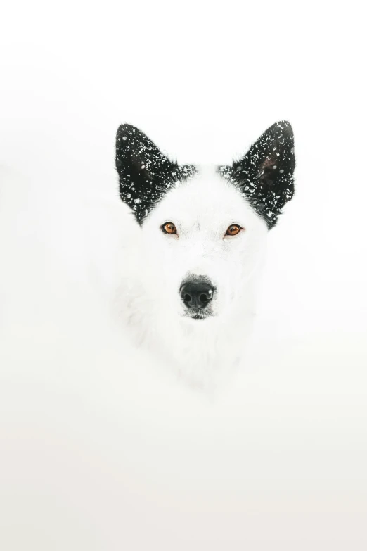 a close up of a dog looking straight ahead