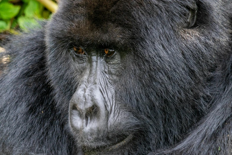 a close up of a very big furry animal