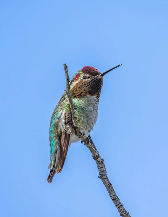 small hummingbird perched on top of nch with bright red, green, and blue tail feathers