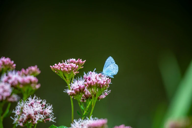 a small blue erfly is sitting on a pink flower