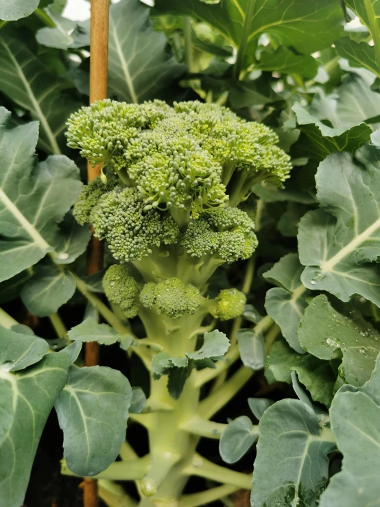 some broccoli growing on the ground next to leaves