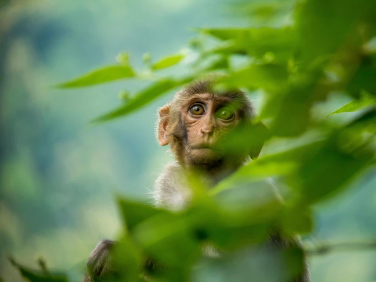 monkey staring straight ahead looking out from behind some tree leaves