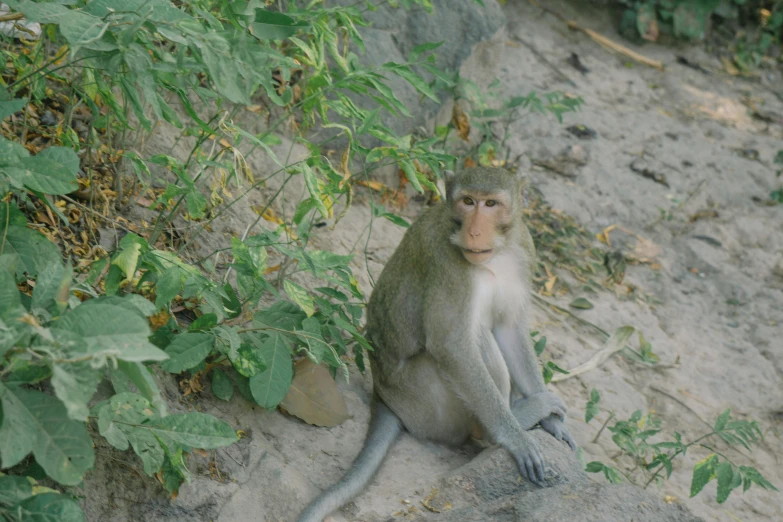 a monkey sits on the ground by some plants