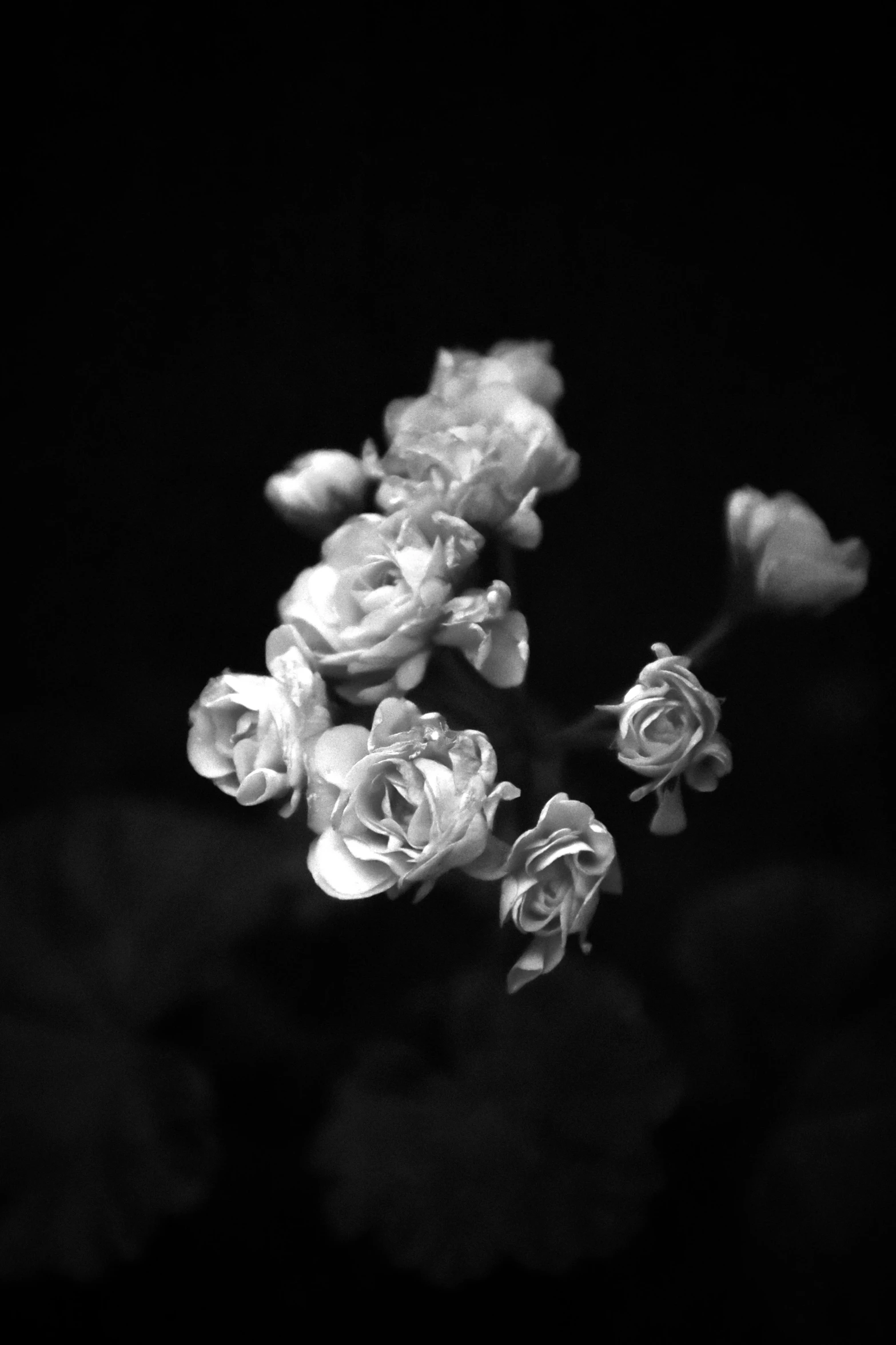 black and white pograph of several roses in the dark