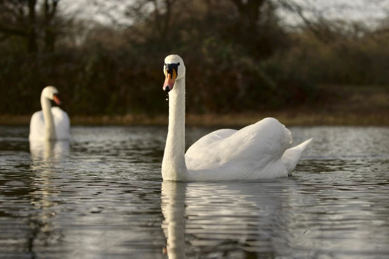 two white swans swimming across a lake with trees in the background