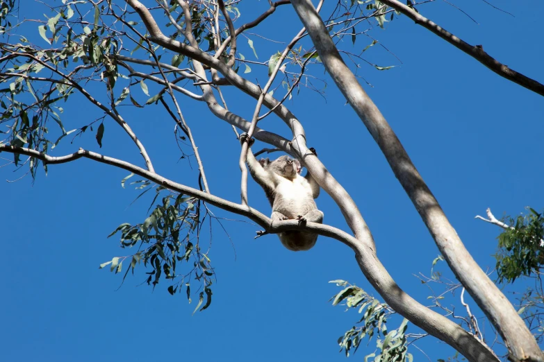 a bird is up in the tree nch and a nest on the tree