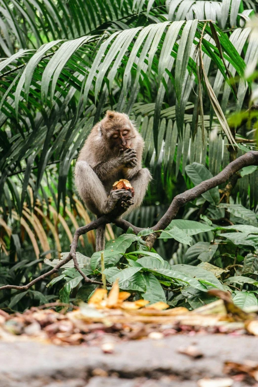 a monkey sitting on top of a tree nch eating soing