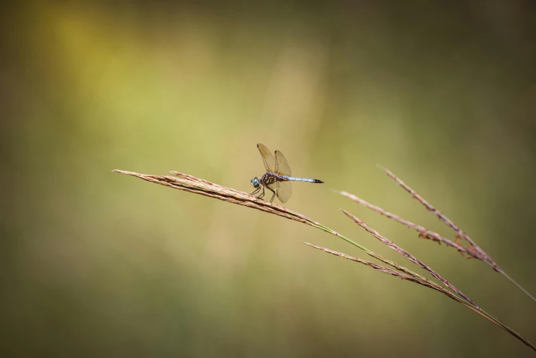 a small blue and black bug sits on some dead flowers