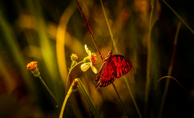a small red erfly on some grass and flower