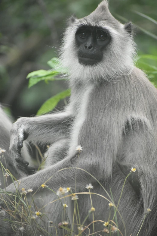 a monkey with long hair is sitting on the grass