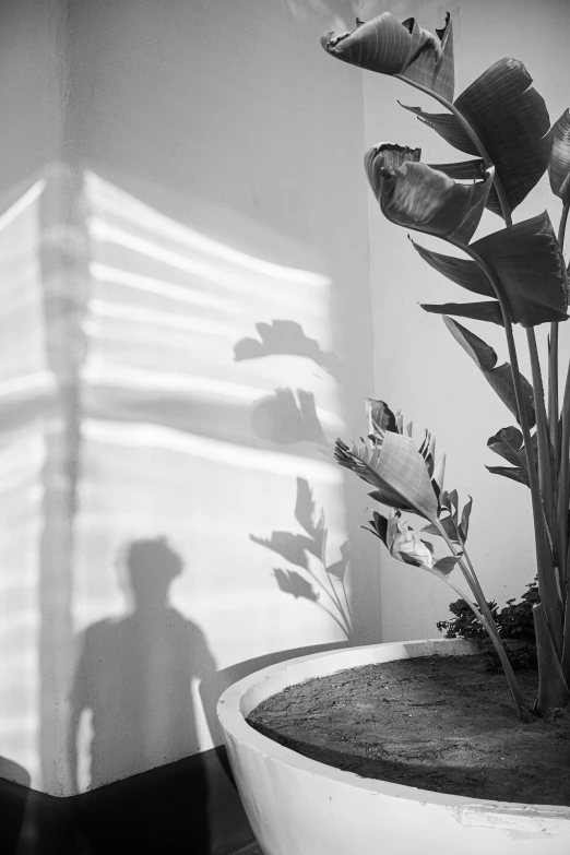 the sun casting on the wall near a flower pot